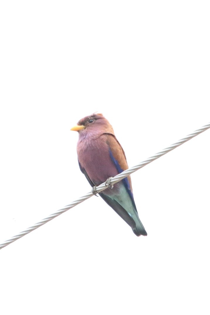Broad-billed Roller - ML644513728