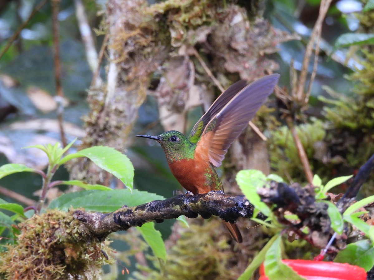 Chestnut-breasted Coronet - ML644513735