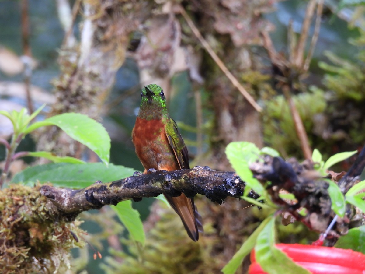 Chestnut-breasted Coronet - ML644513736