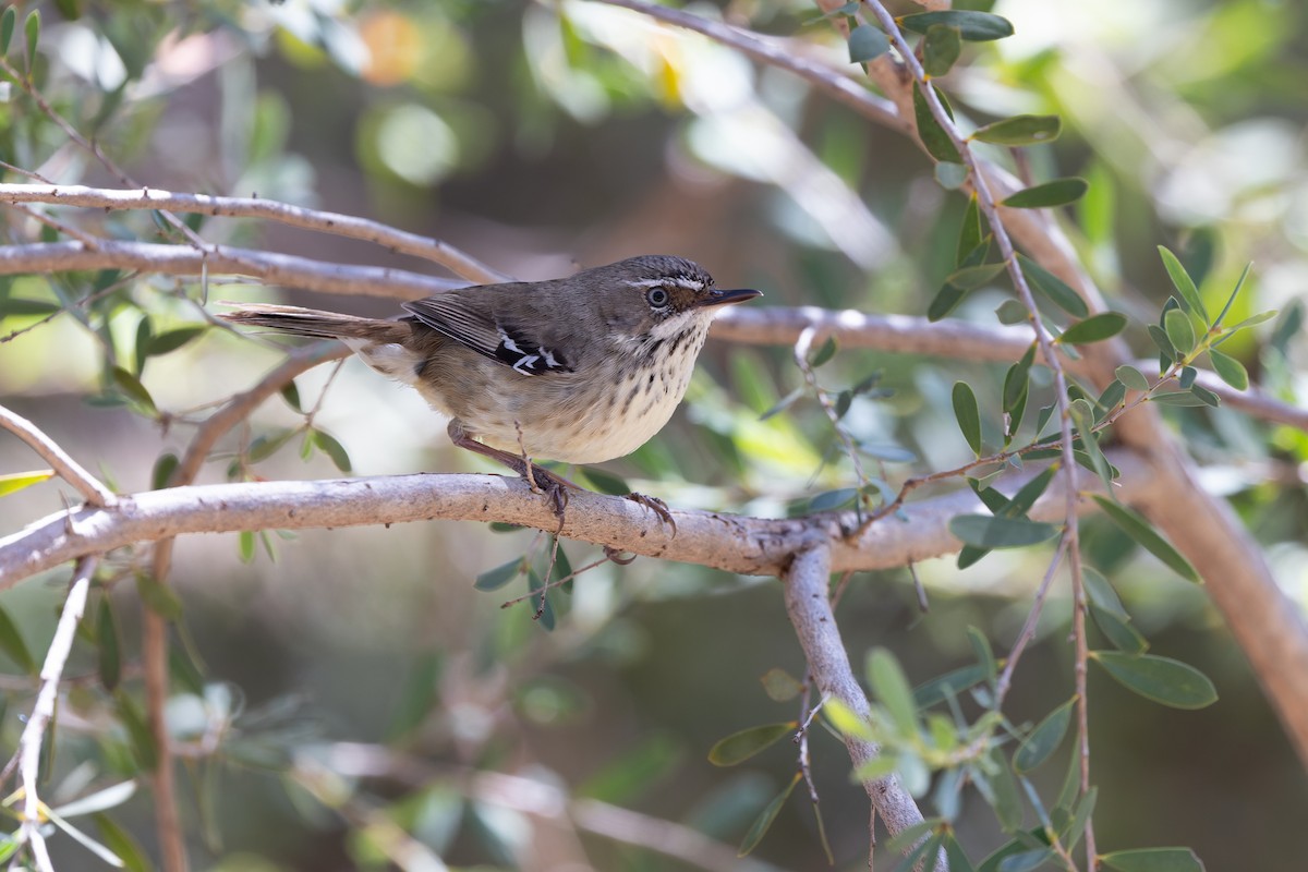 Benekli Serikornis - ML644513751