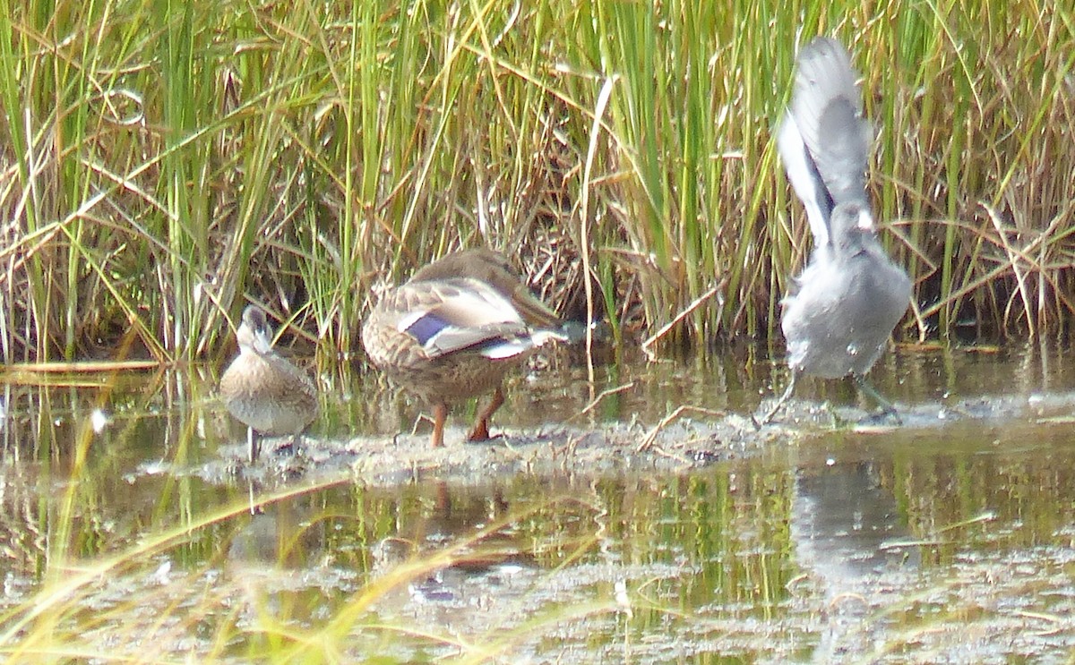 Çamurcun - ML644513752