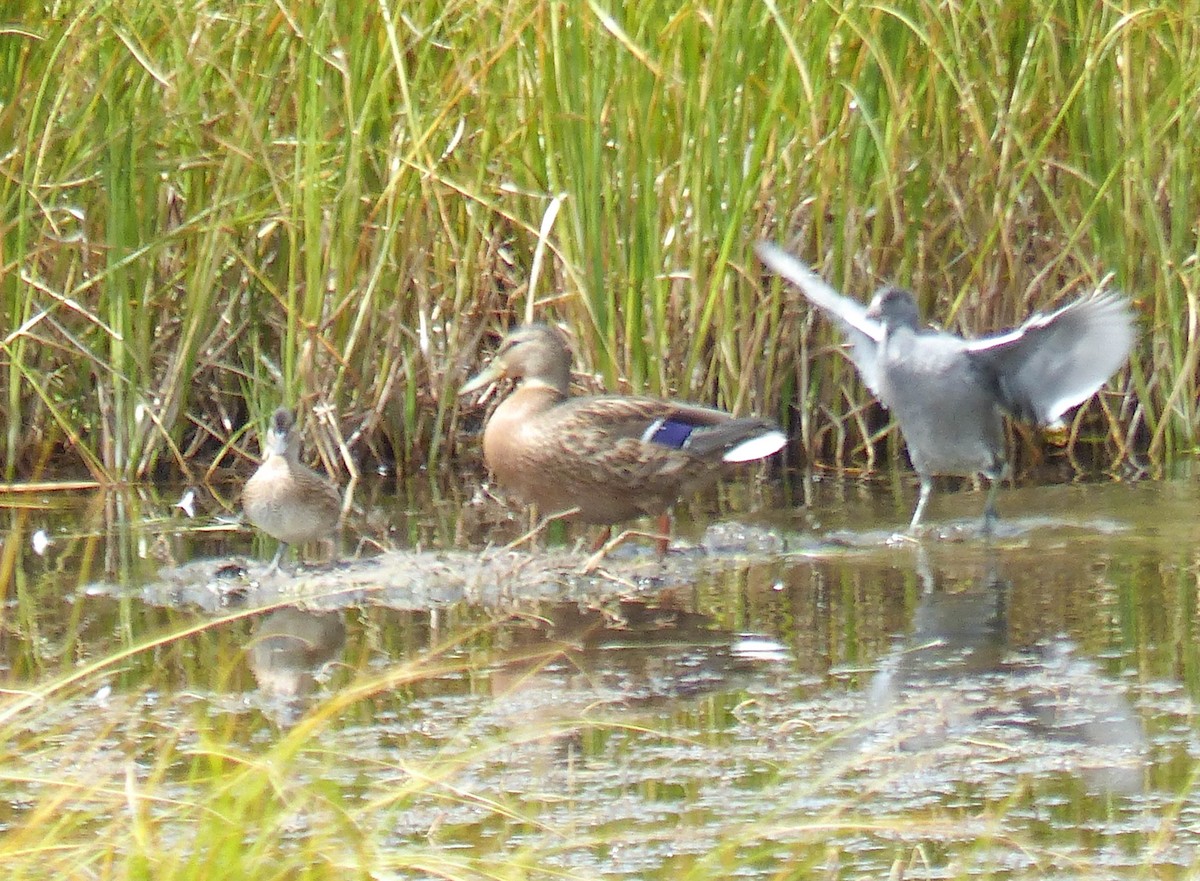 Çamurcun - ML644513753