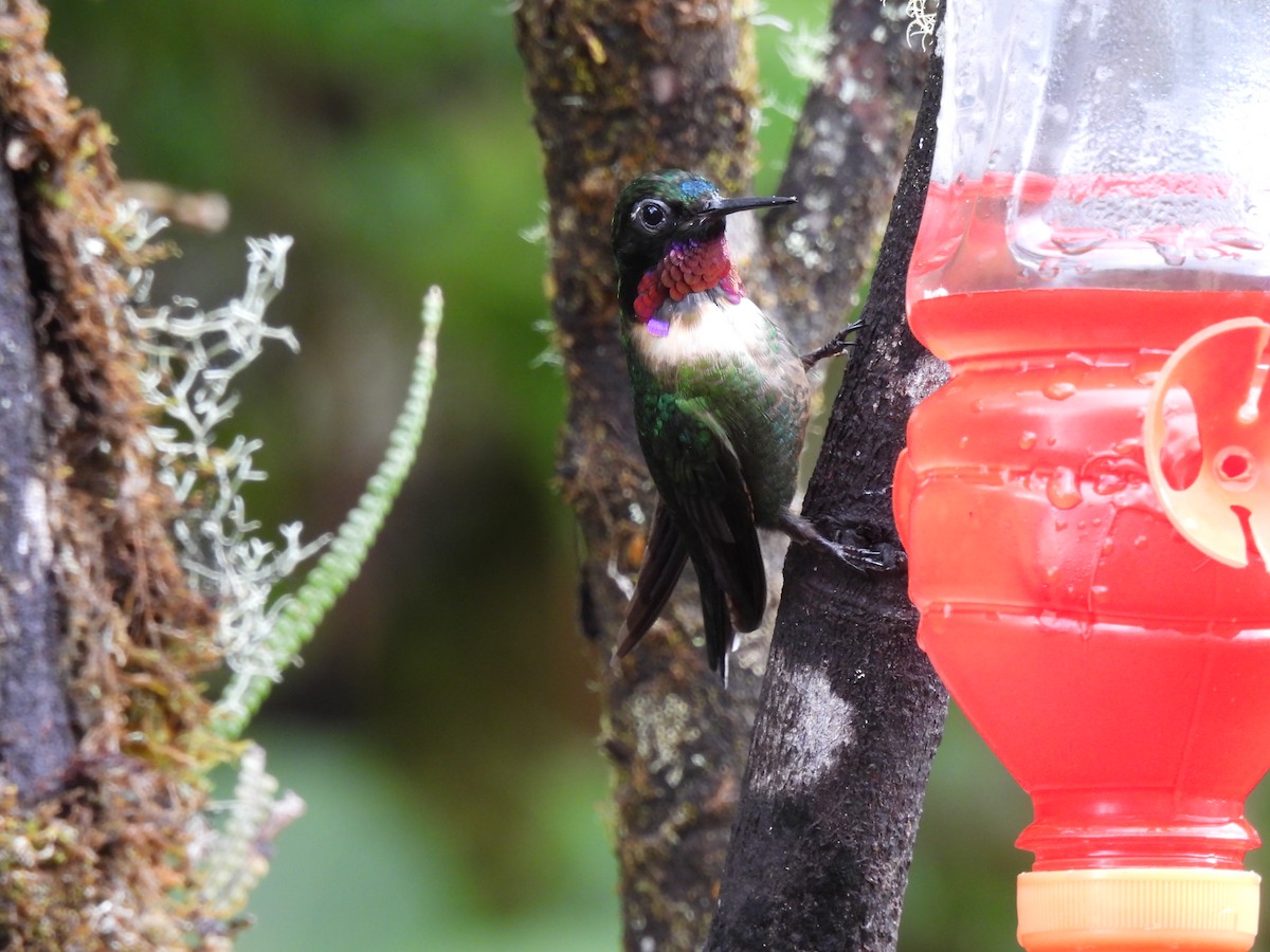 Amethyst-throated Sunangel - ML644513766