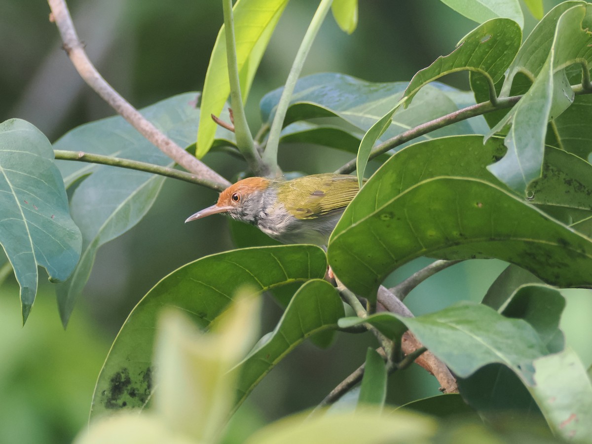 Dark-necked Tailorbird - ML644513769