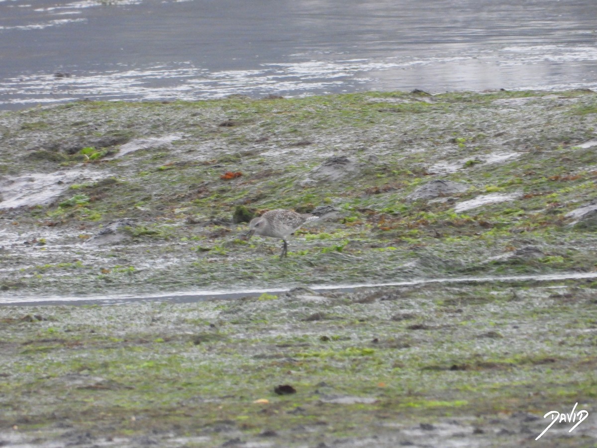 Сивка морська - ML644513771