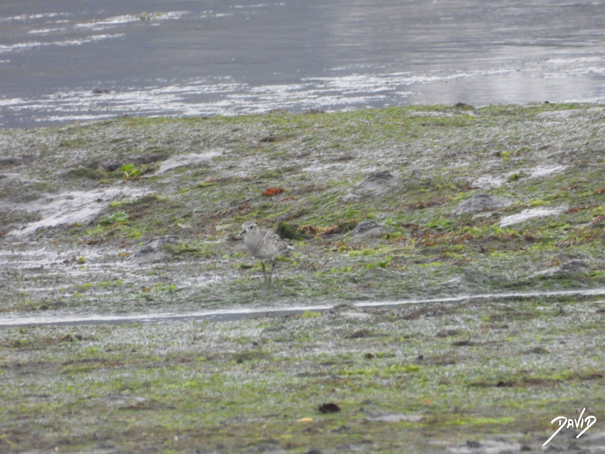 Сивка морська - ML644513772