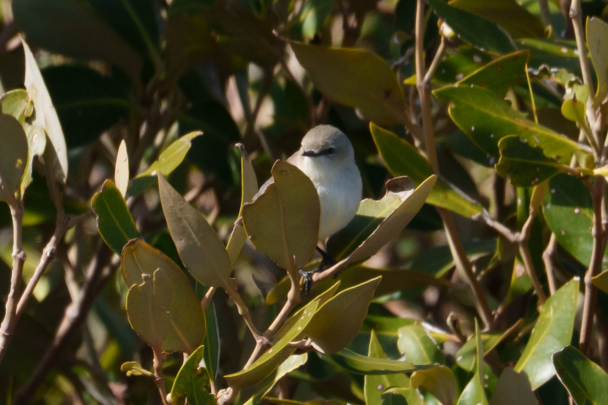 Ріроріро узбережний - ML644513780