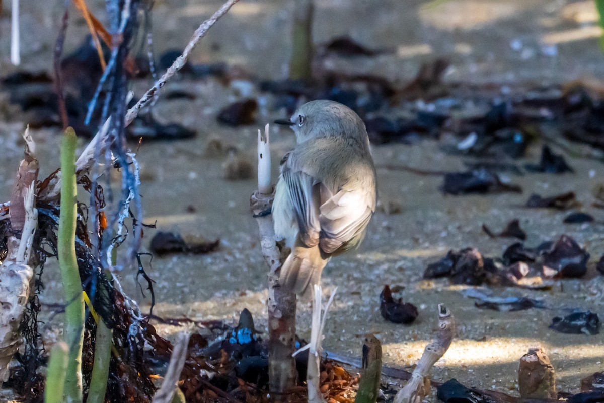 Ріроріро узбережний - ML644513782