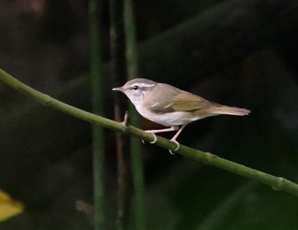 庫頁島柳鶯 - ML644513783