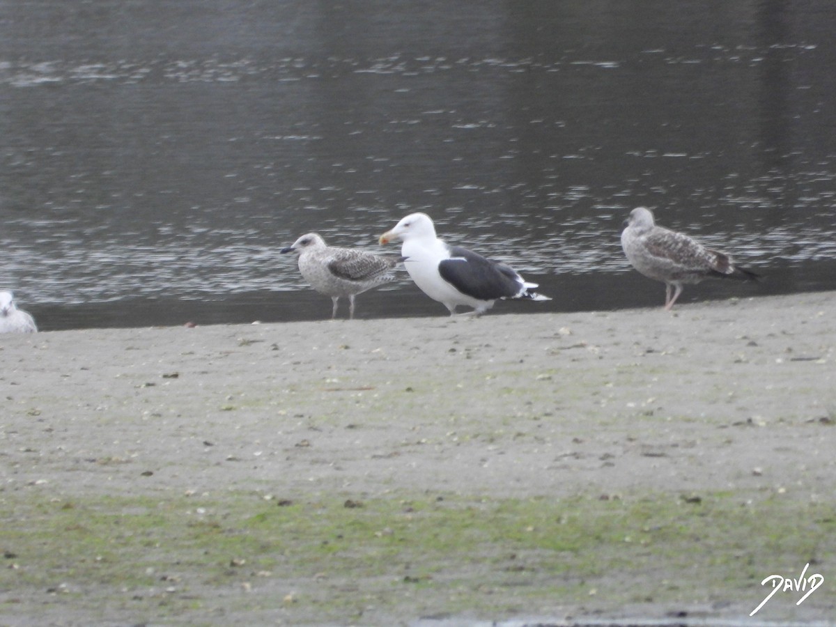 Büyük Kara Sırtlı Martı - ML644513788