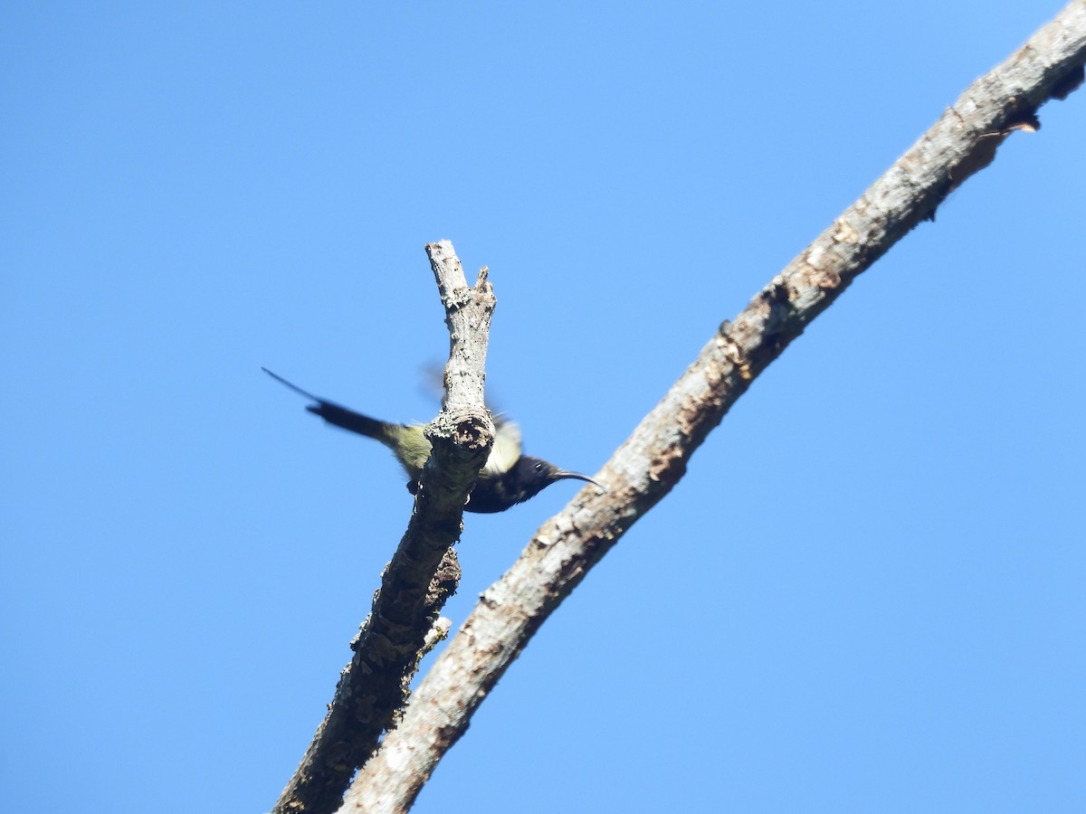 Black-throated Sunbird - ML644513790