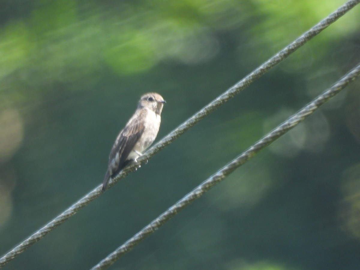 Шивэр намнаахай - ML644513798