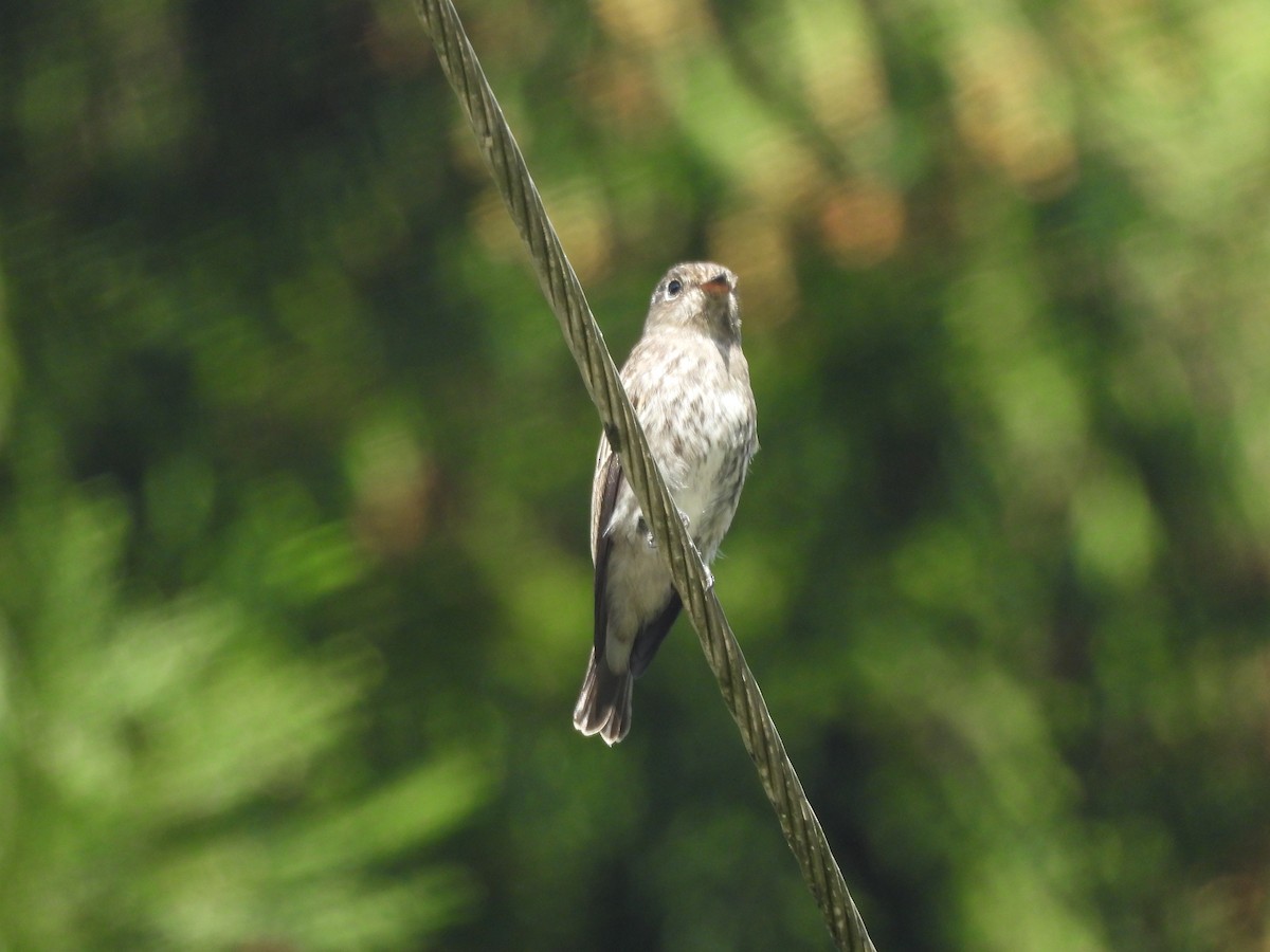 Шивэр намнаахай - ML644513799