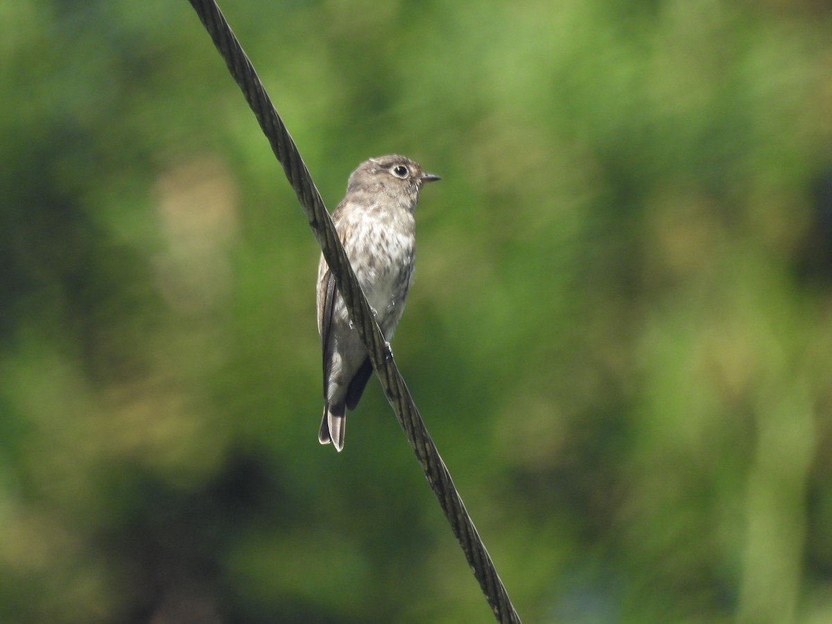 Шивэр намнаахай - ML644513800