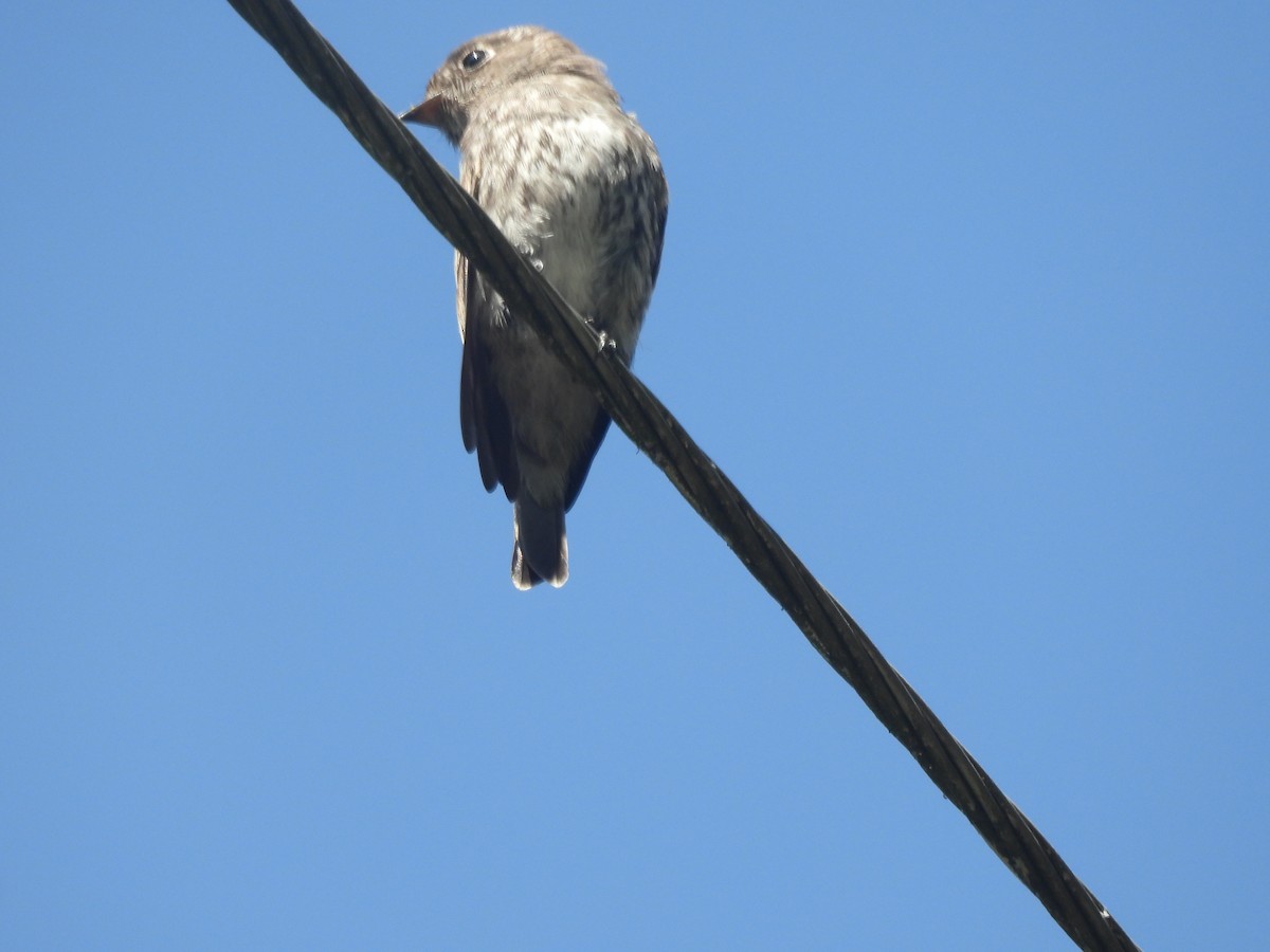 Шивэр намнаахай - ML644513801