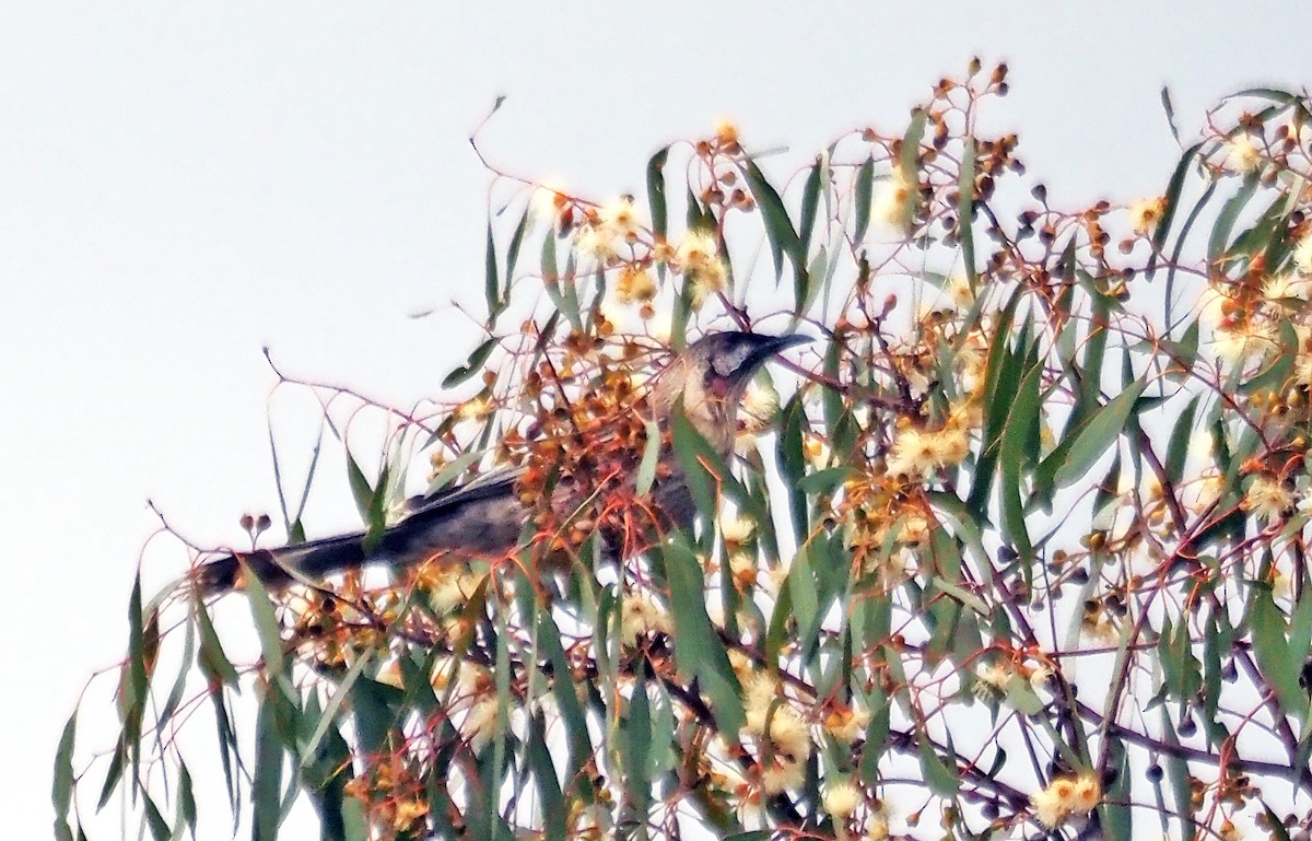 Red Wattlebird - ML644513806