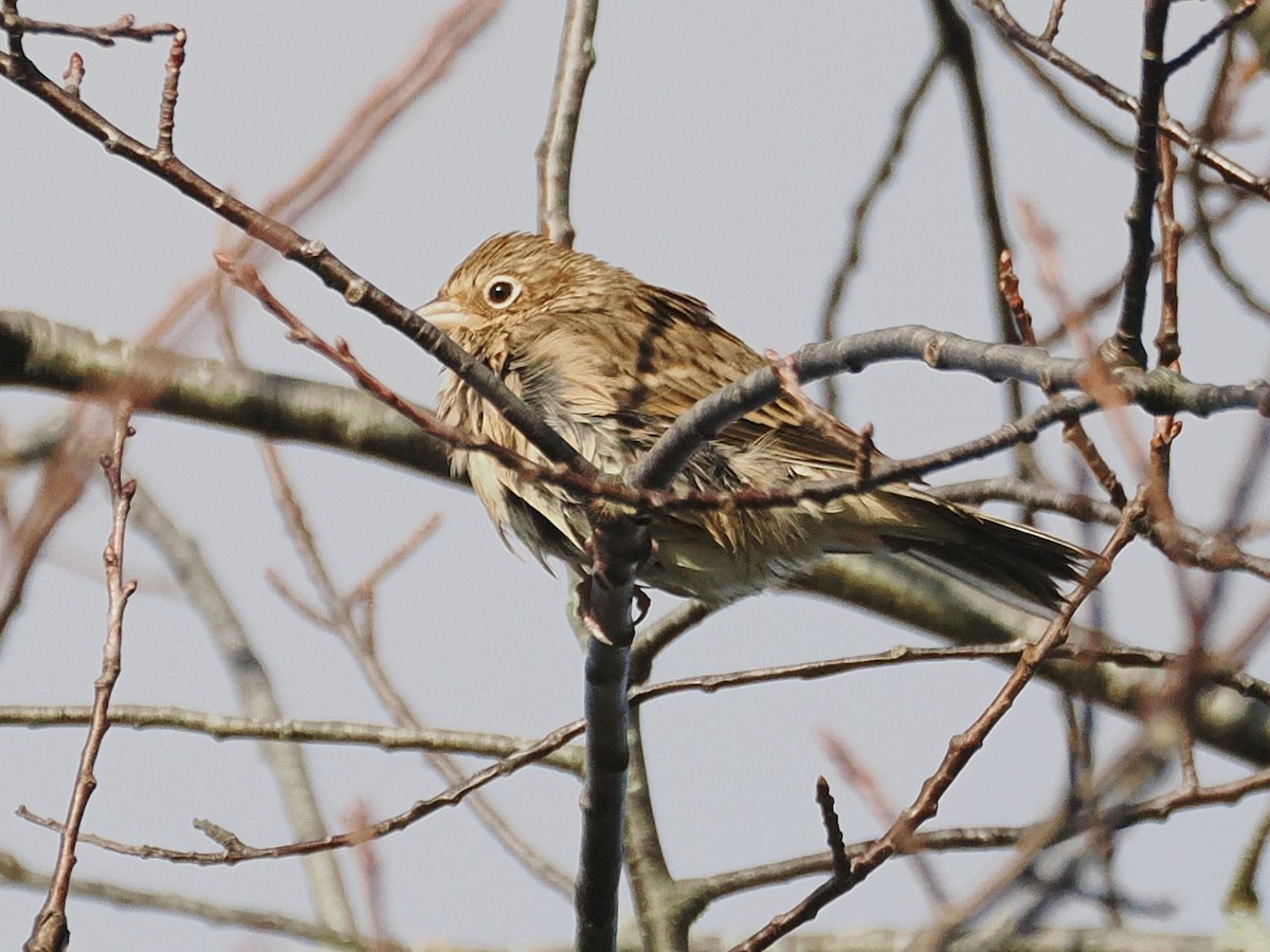 Vesper Sparrow - ML644513807