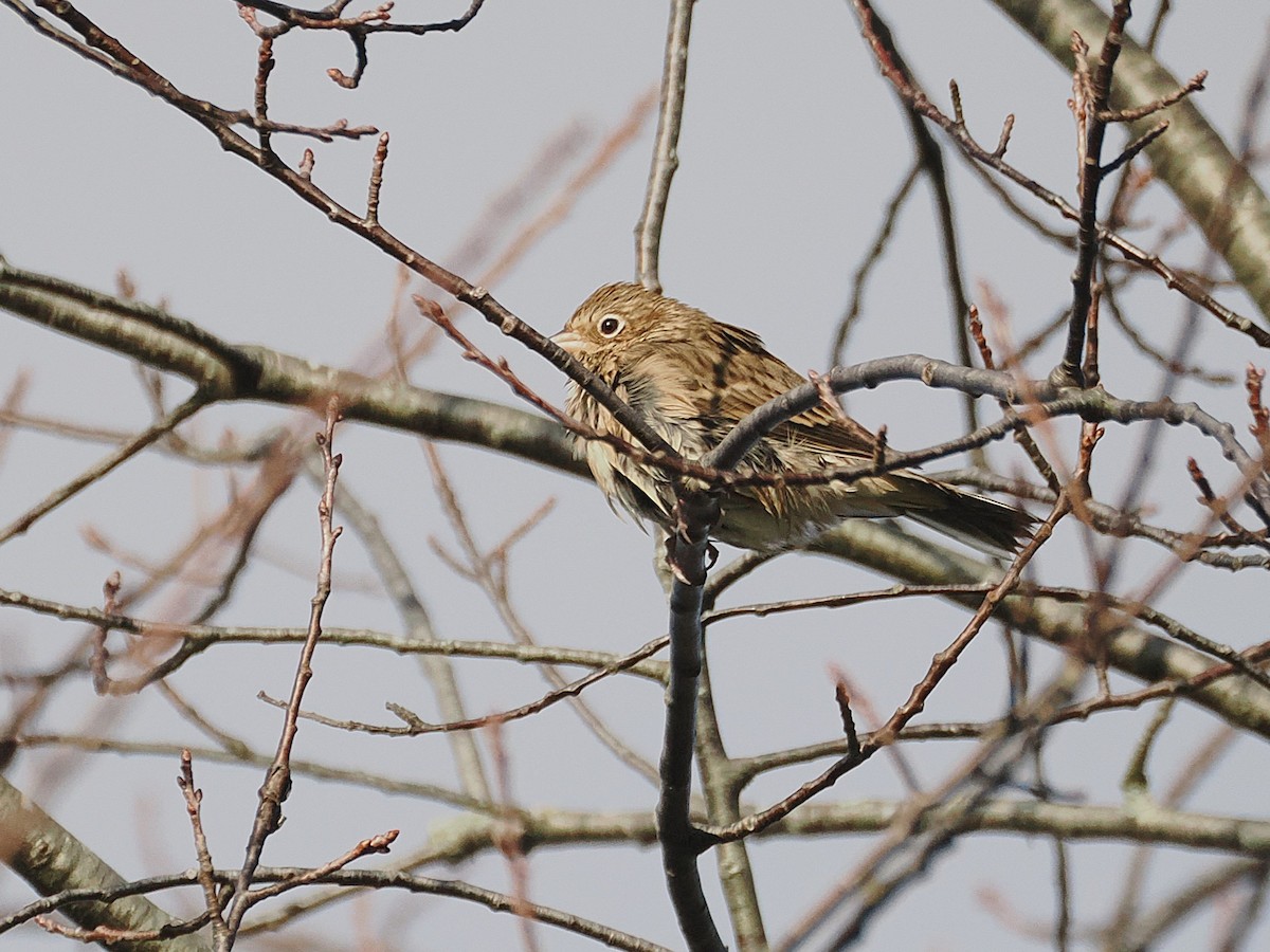 Vesper Sparrow - ML644513808