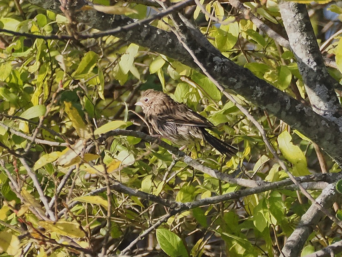 Vesper Sparrow - ML644513809
