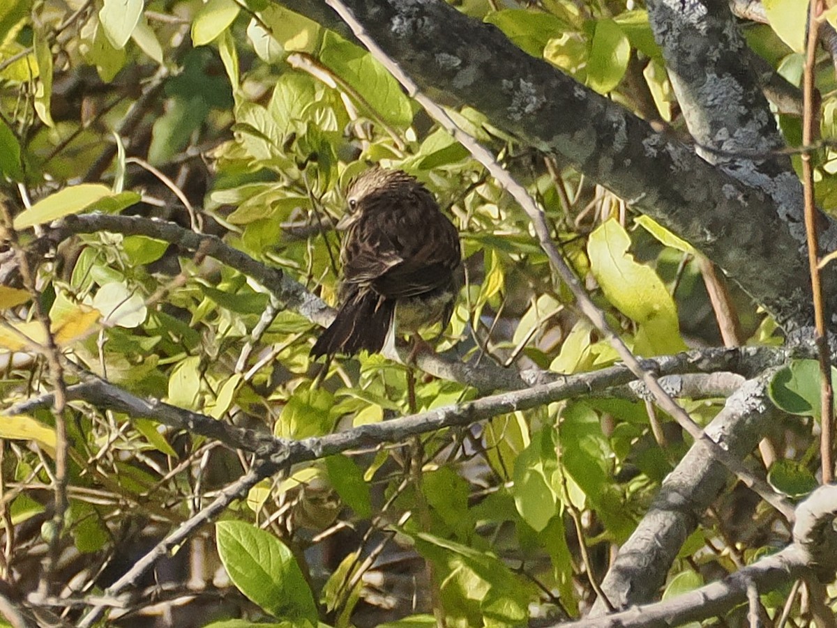 Vesper Sparrow - ML644513810