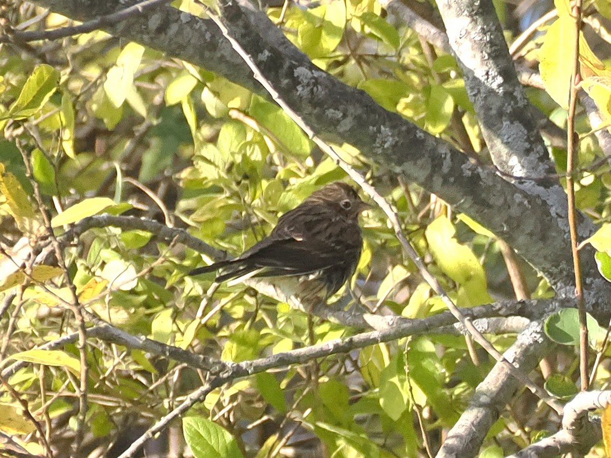 Vesper Sparrow - ML644513811