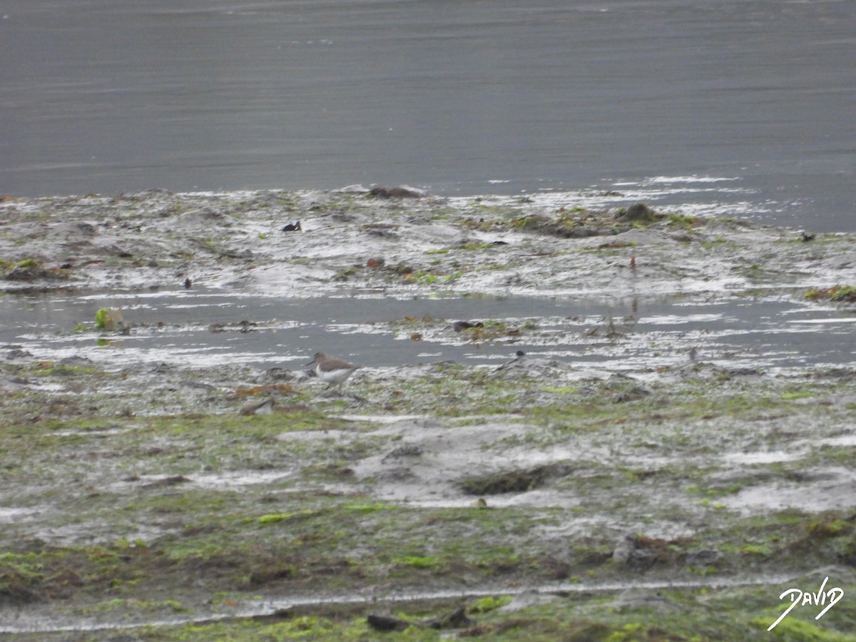 イソシギ - ML644513817