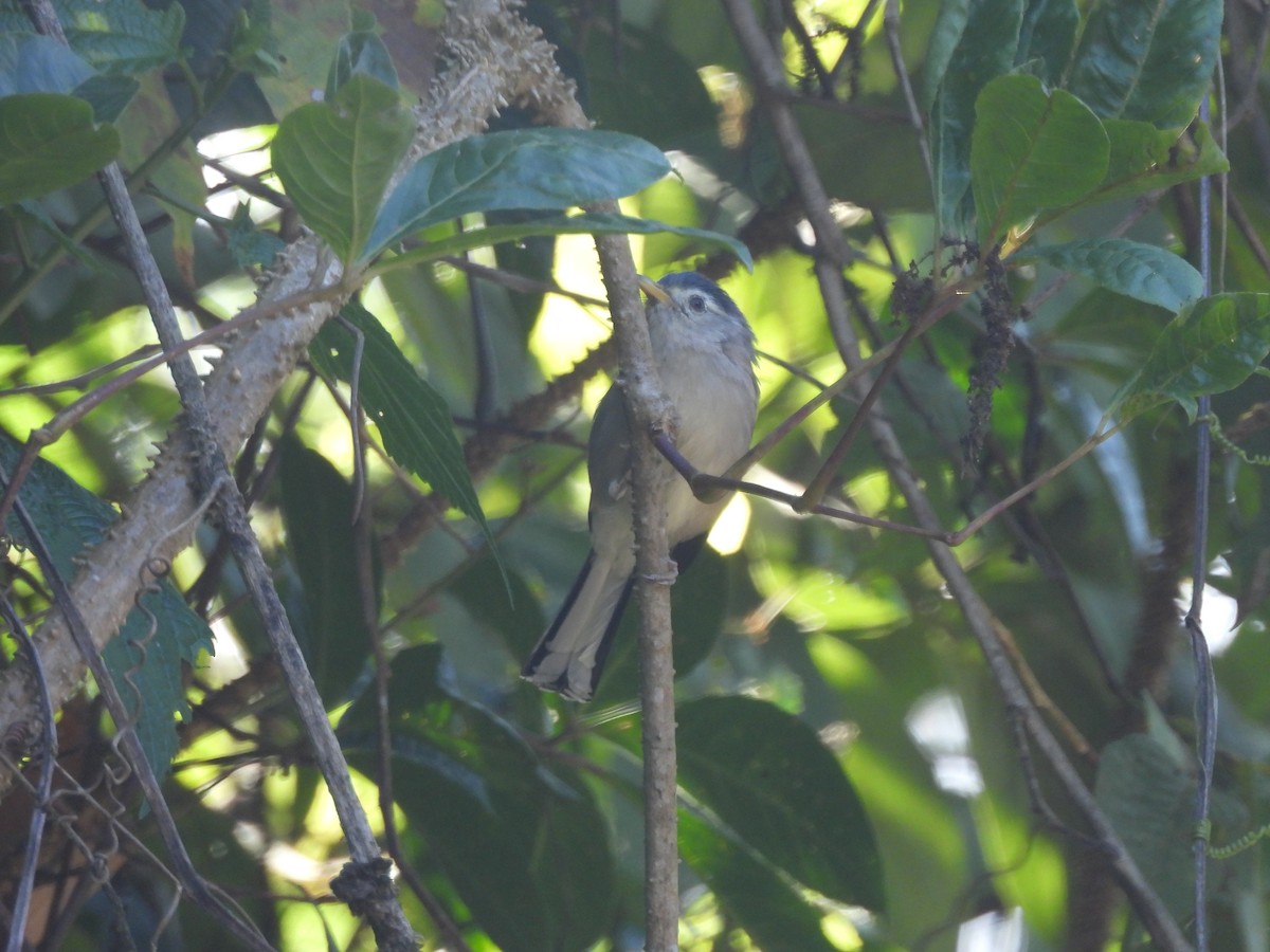 Blue-winged Minla - ML644513818