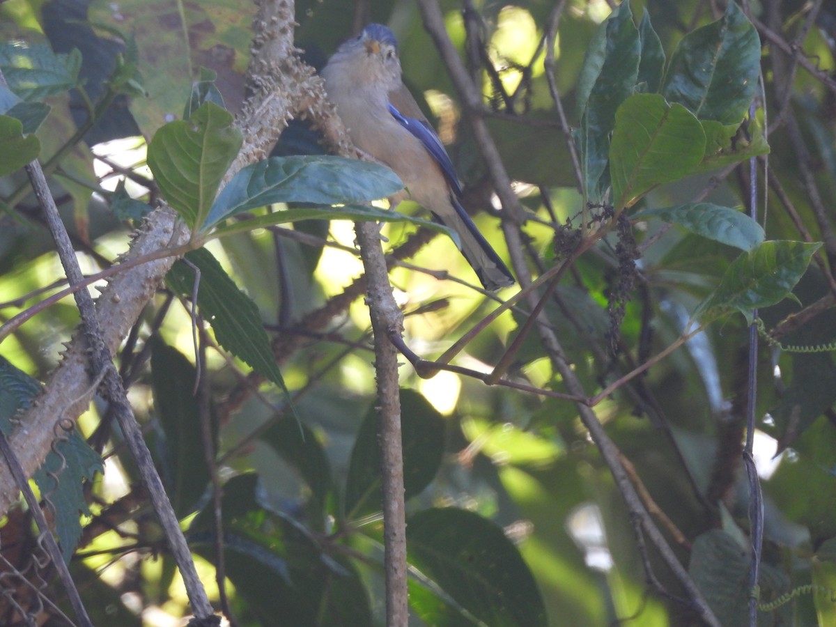 Blue-winged Minla - ML644513819