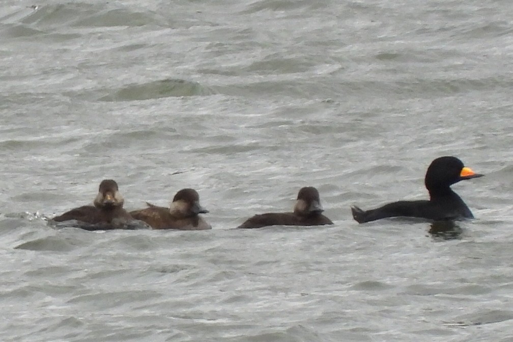 Black Scoter - ML644513826