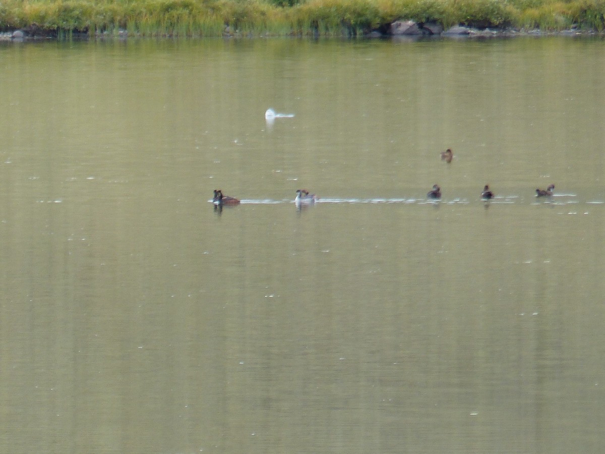 svanedykker - ML644513829