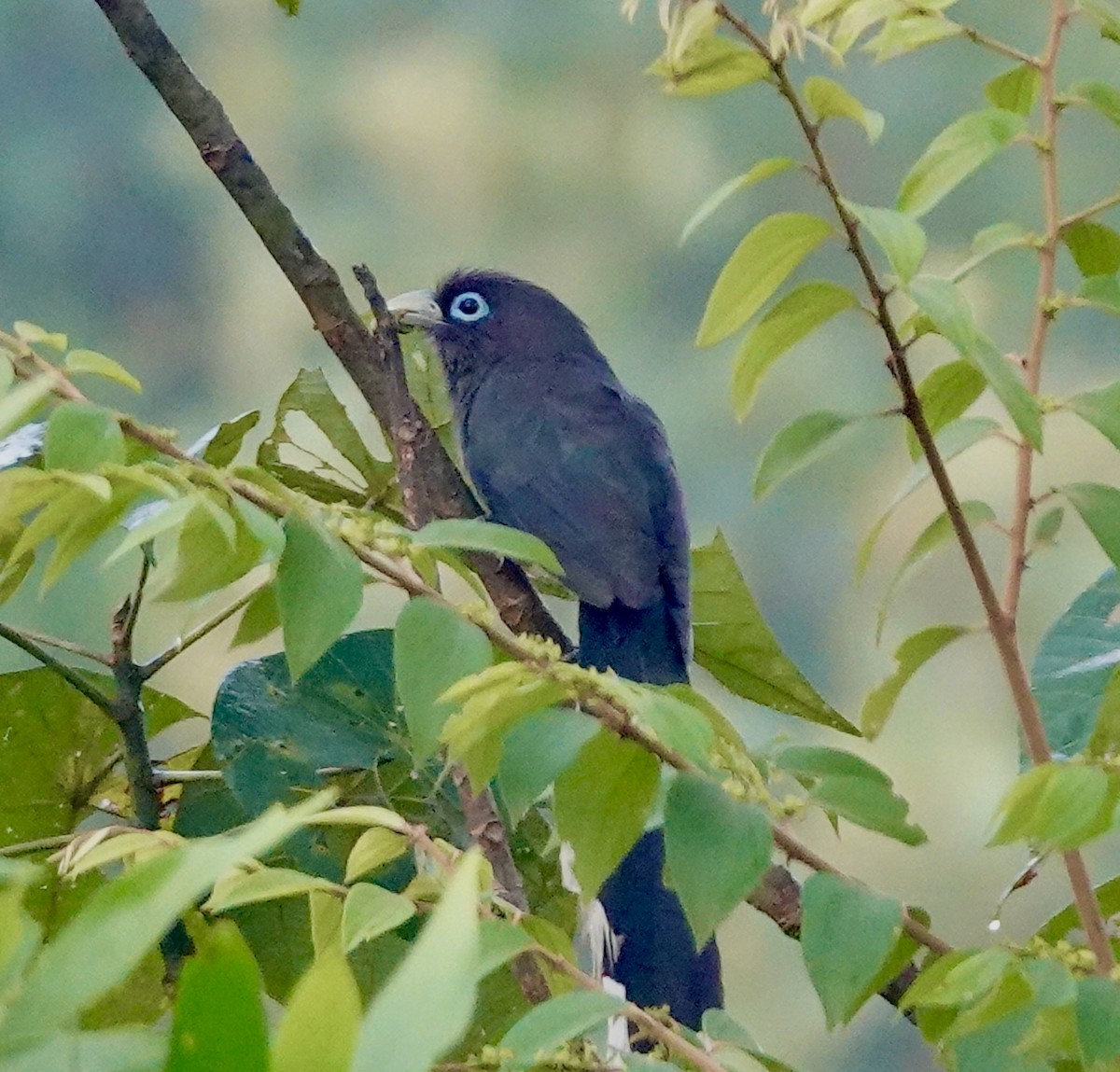 Blue-faced Malkoha - ML644513834