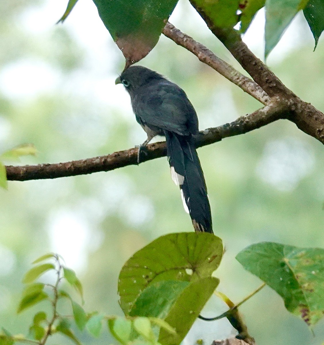 Blue-faced Malkoha - ML644513835