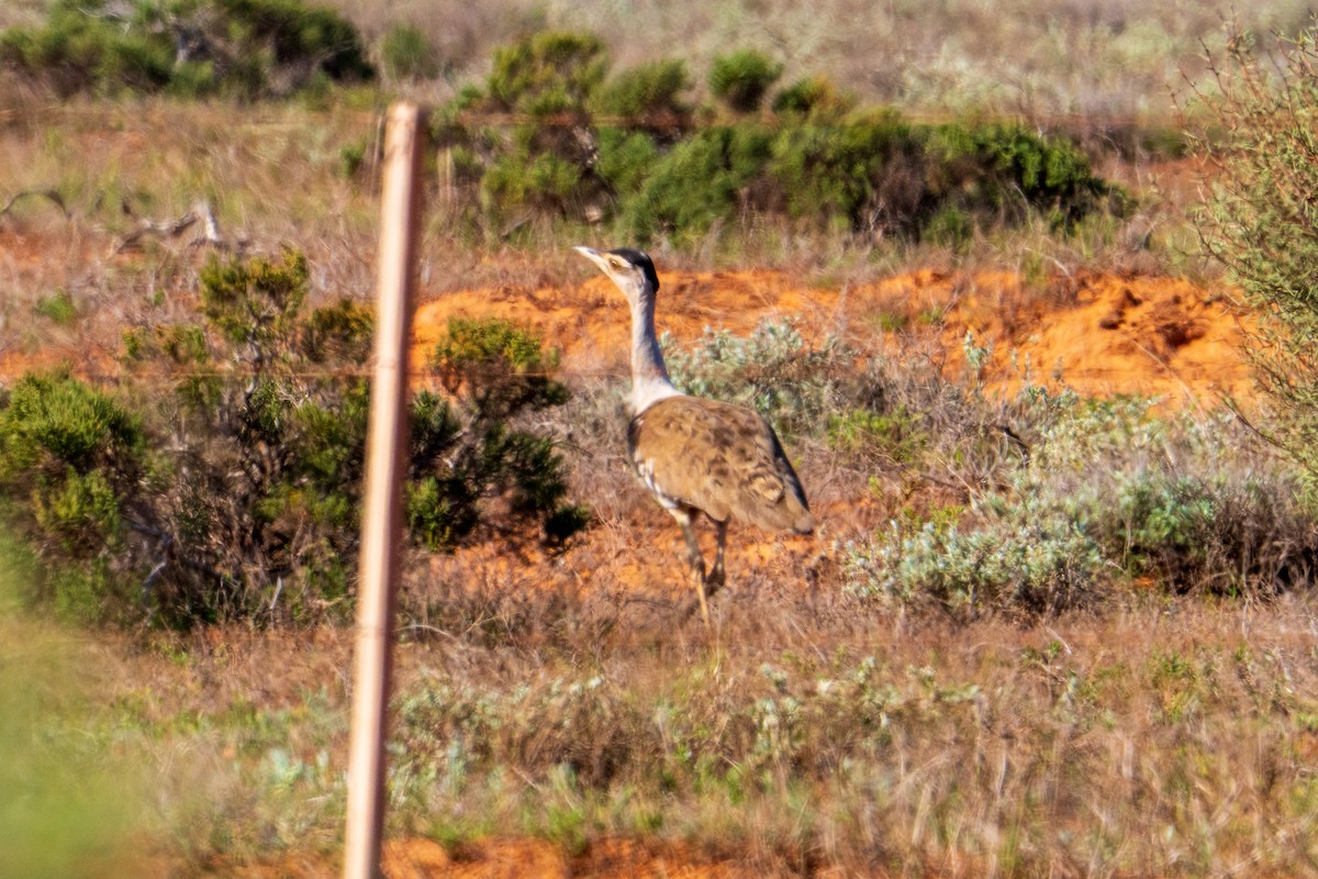 オーストラリアオオノガン - ML644513839