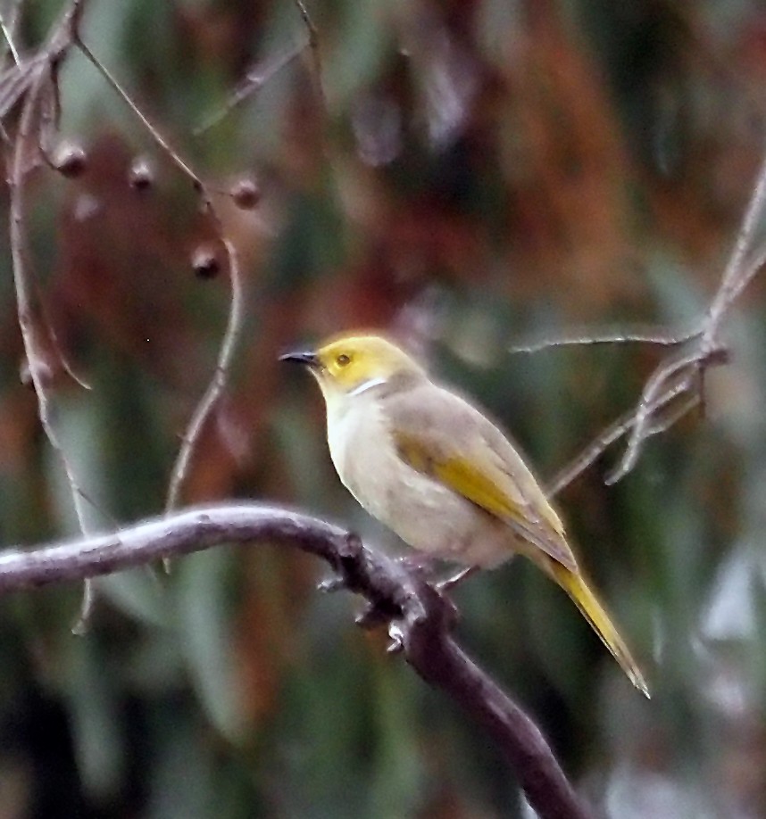 Медник блідий - ML644513846