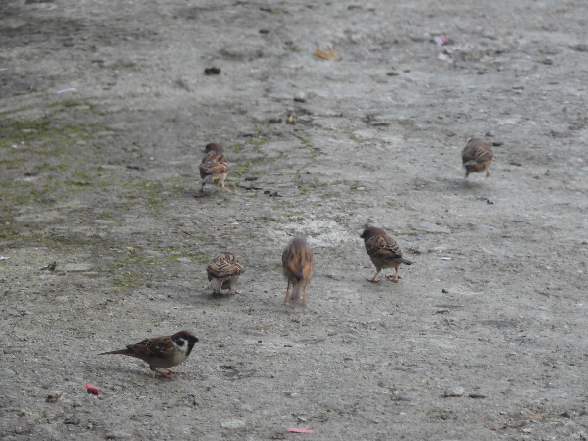 Хээрийн бор шувуу - ML644513853