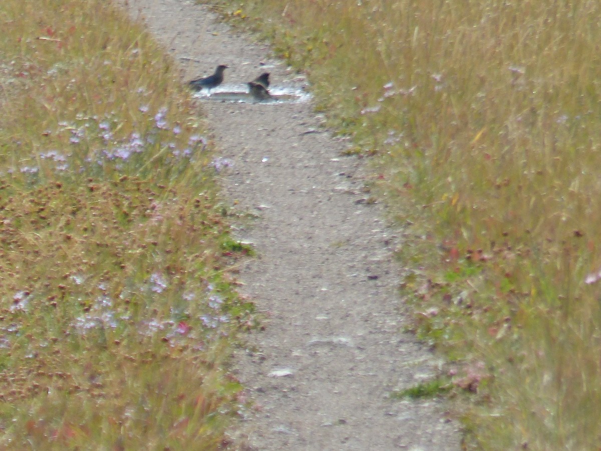 fjellblåfugl - ML644513855