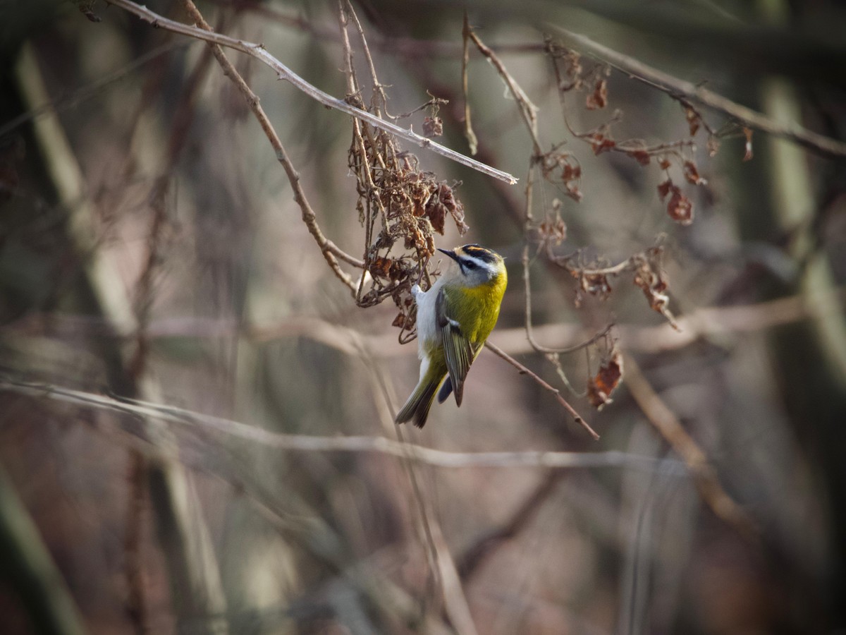 Common Firecrest - ML644513856