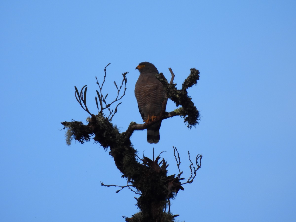 Roadside Hawk - ML644513857