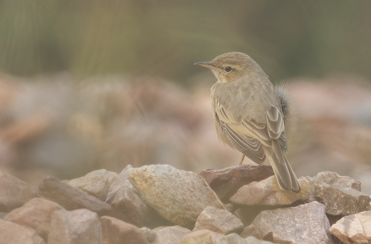 ハシナガビンズイ - ML644513864