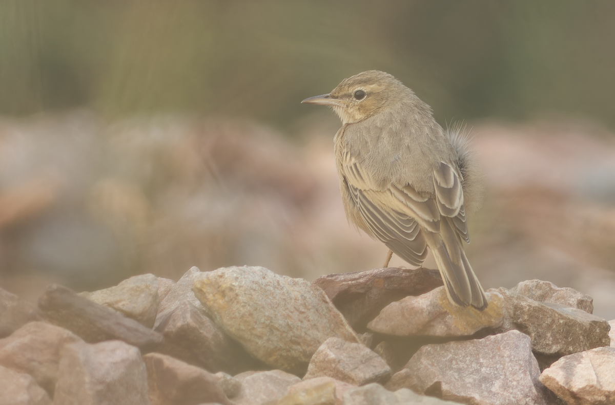 ハシナガビンズイ - ML644513865