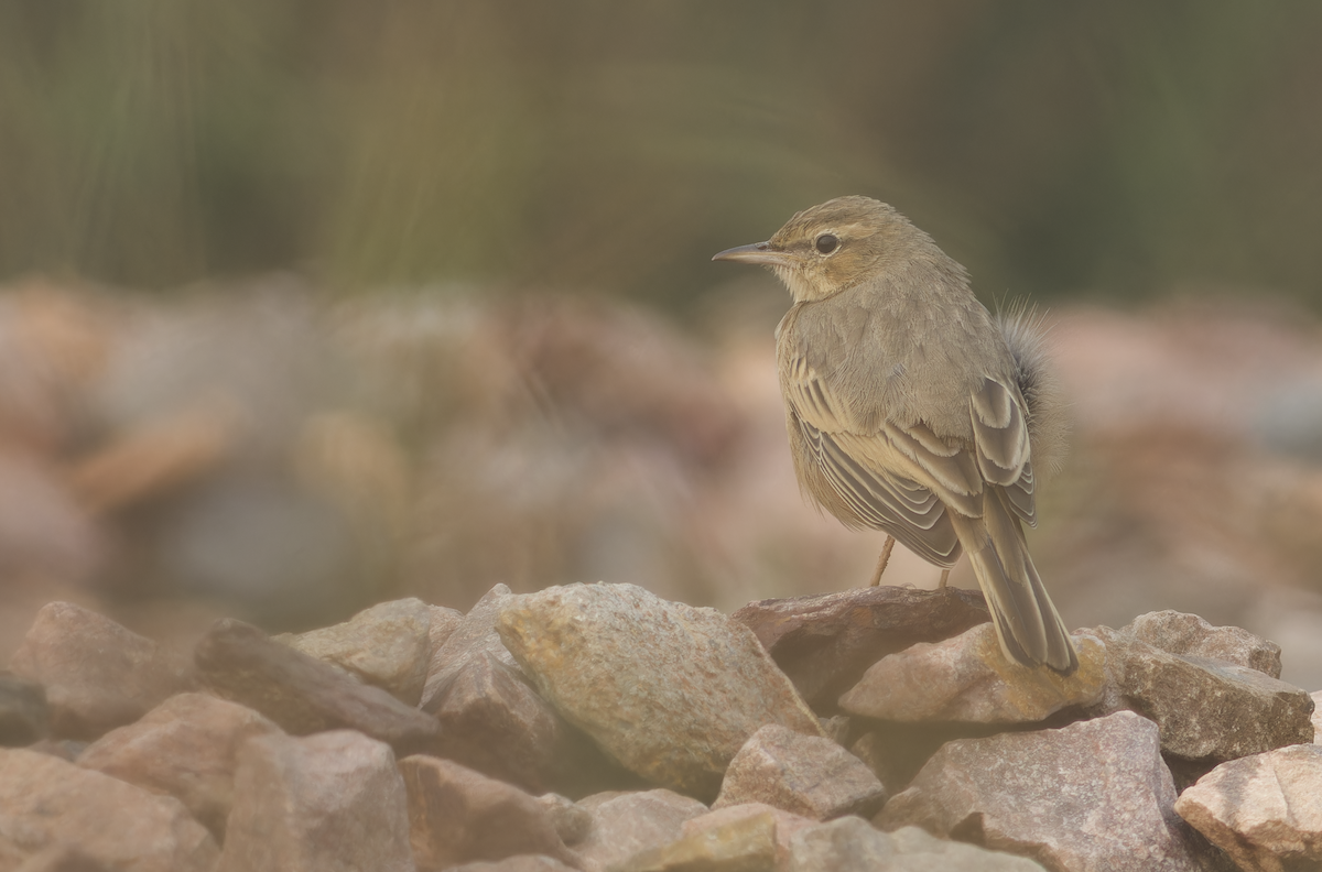 ハシナガビンズイ - ML644513866