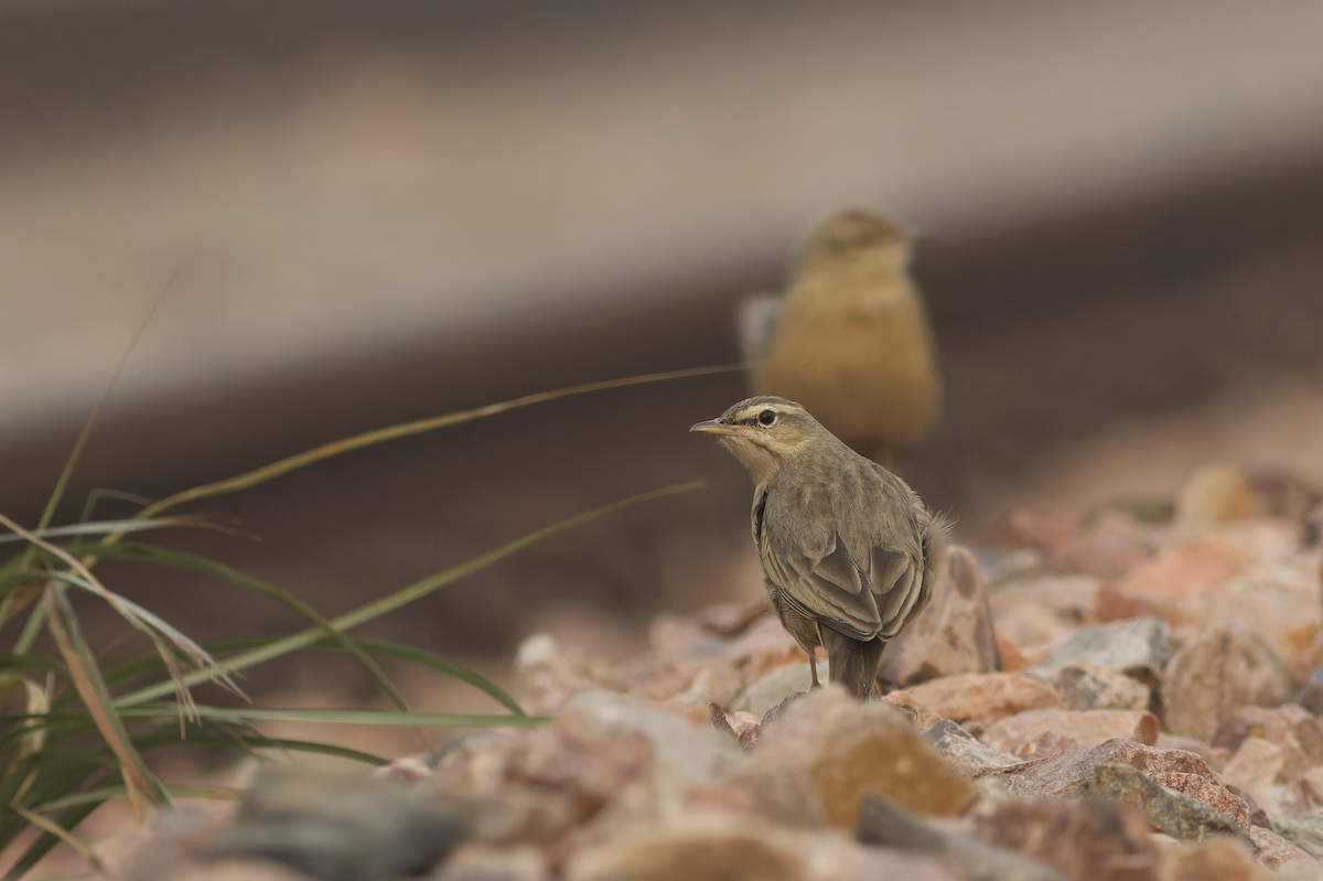 ハシナガビンズイ - ML644513867