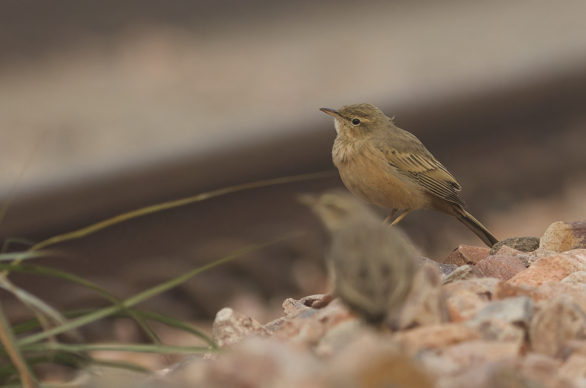 ハシナガビンズイ - ML644513868