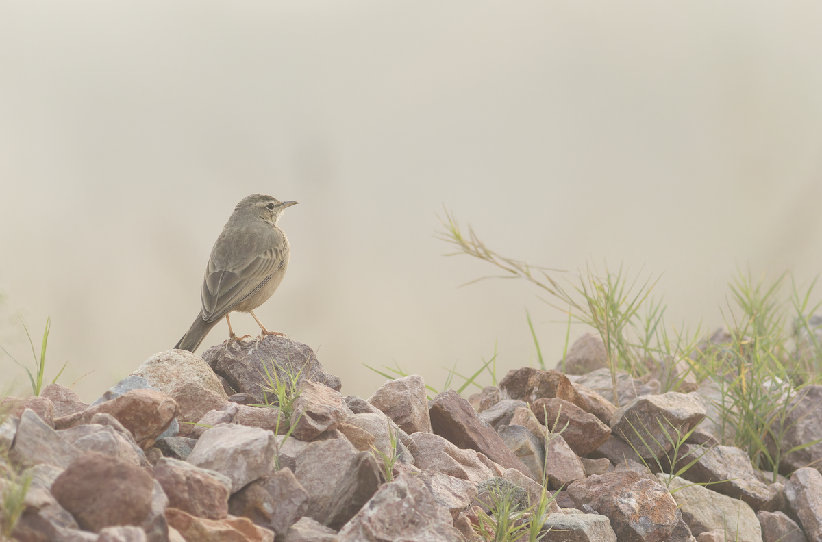 ハシナガビンズイ - ML644513869