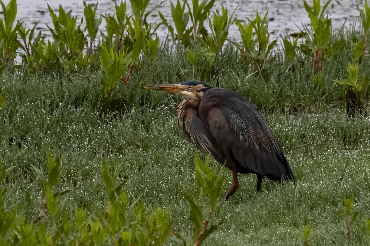 ムラサキサギ - ML644513871