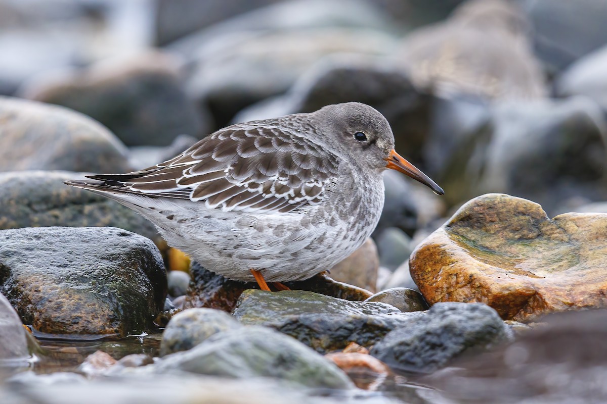 Purple Sandpiper - ML644513872