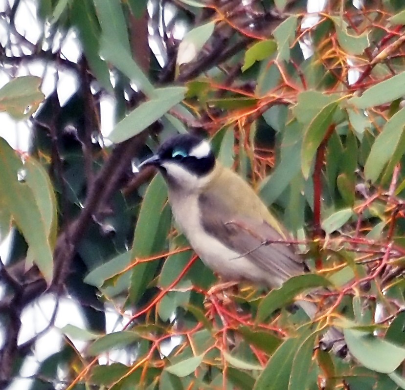 ノドグロハチマキミツスイ - ML644513878