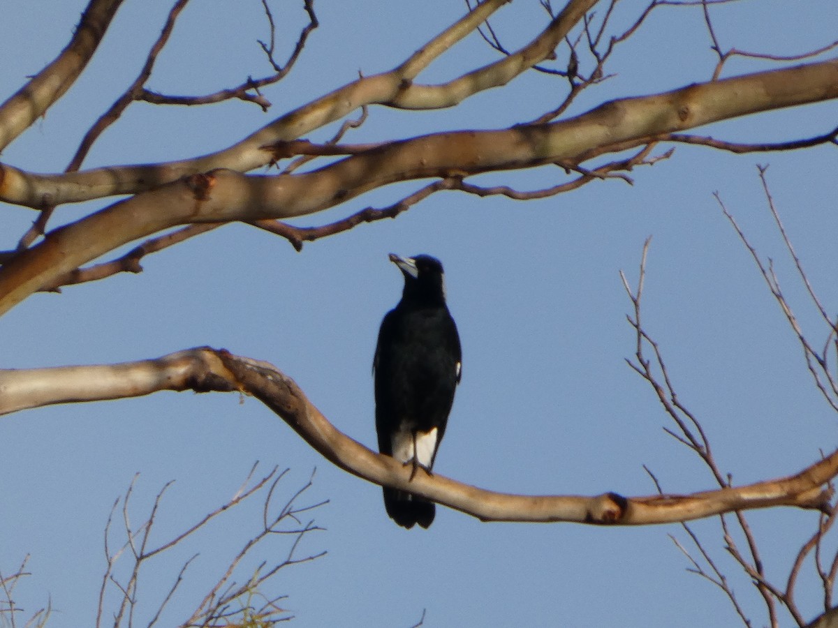 Australian Magpie - ML644513879