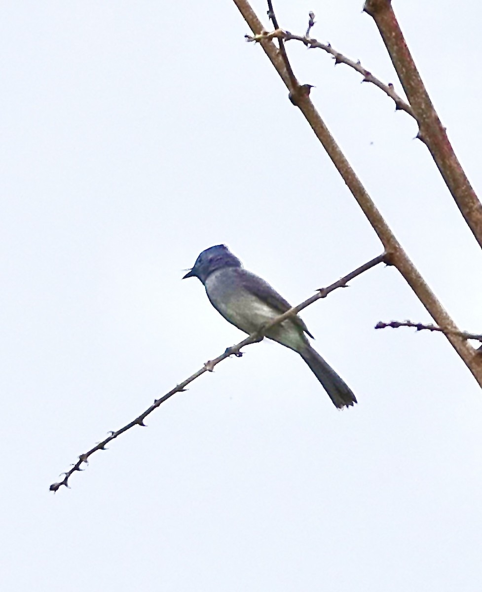 Black-naped Monarch - ML644513880