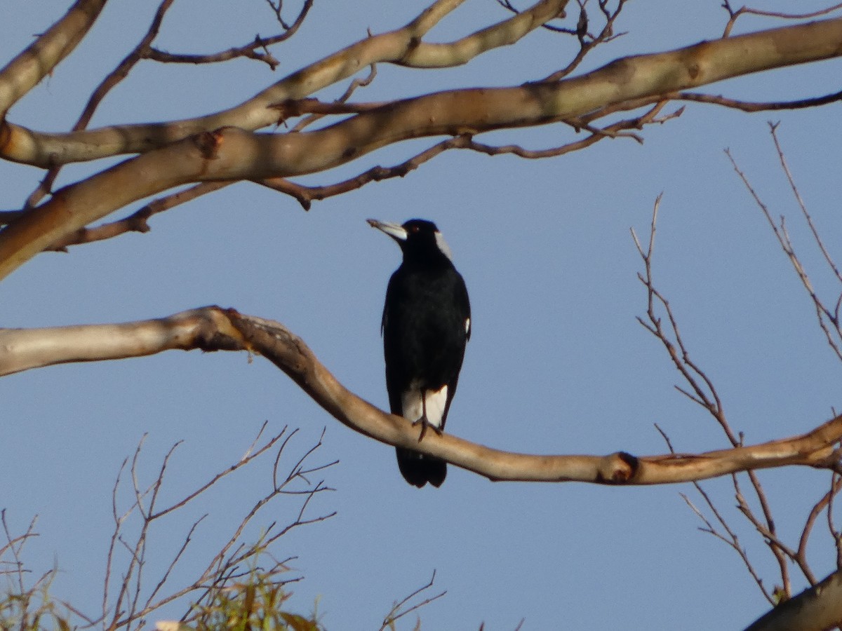 Australian Magpie - ML644513881